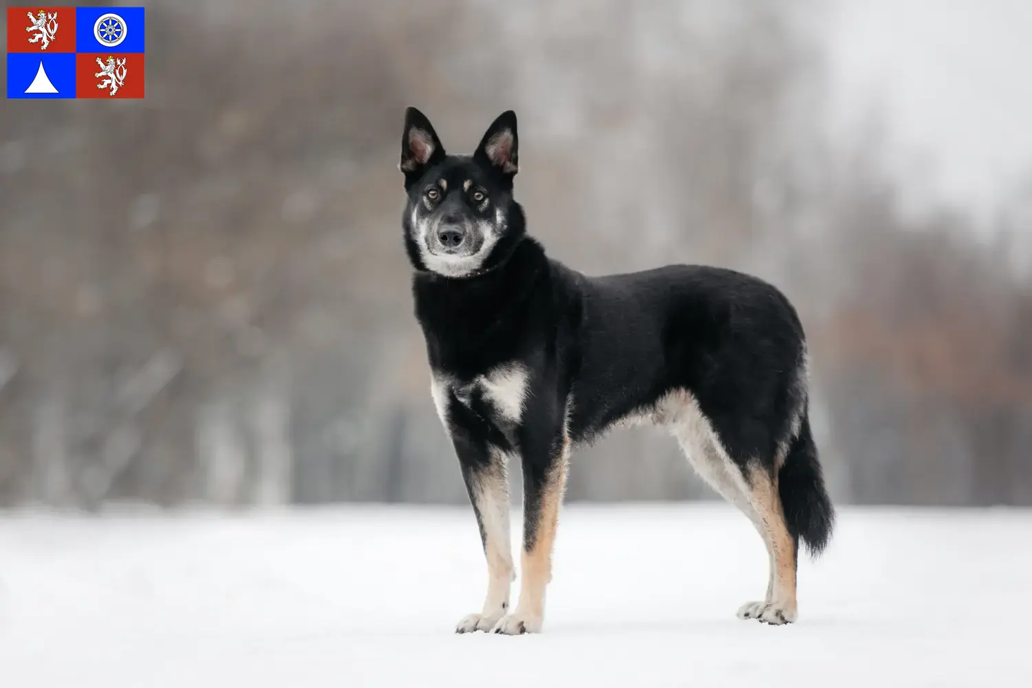 Osteuropäischer Schäferhund Welpen und Züchter Liberec Hier findest Du Osteuropäische Schäferhunde Züchter in Liberec.