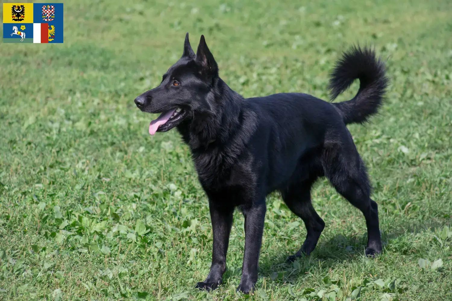 Osteuropäischer Schäferhund Welpen und Züchter Mähren-Schlesien Hier findest Du Osteuropäische Schäferhunde Züchter in Mähren-Schlesien.
