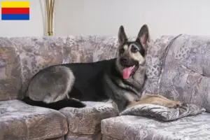 Mehr über den Artikel erfahren Osteuropäischer Schäferhund Züchter und Welpen in Nordholland