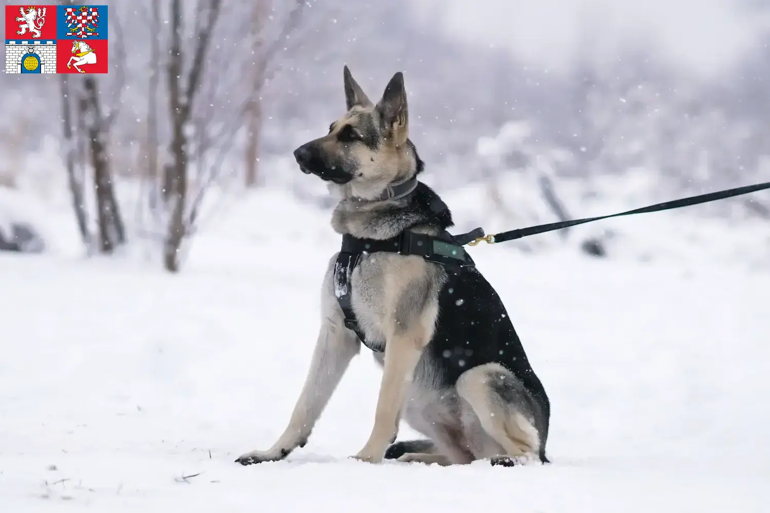 Osteuropäischer Schäferhund Welpen und Züchter Pardubice Hier findest Du Osteuropäische Schäferhunde Züchter in Pardubice.