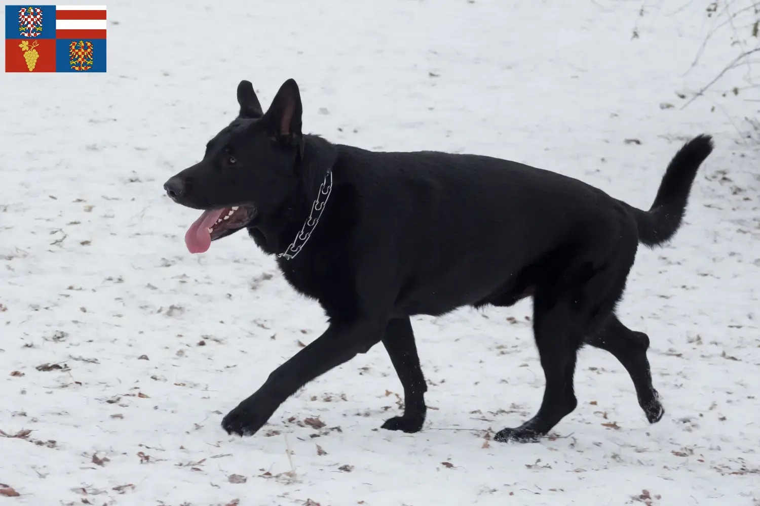 Osteuropäischer Schäferhund Welpen und Züchter Südmähren Hier findest Du Osteuropäische Schäferhunde Züchter in Südmähren.