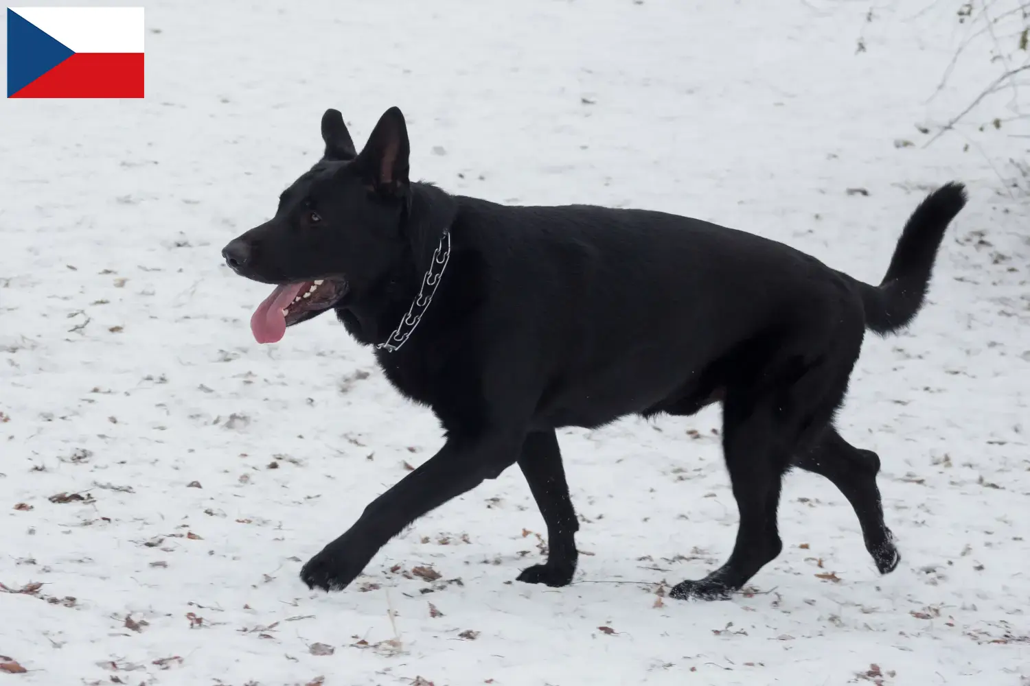 Osteuropäischer Schäferhund Welpen und Züchter Tschechien Hier findest Du Osteuropäische Schäferhunde Züchter in Tschechien.
