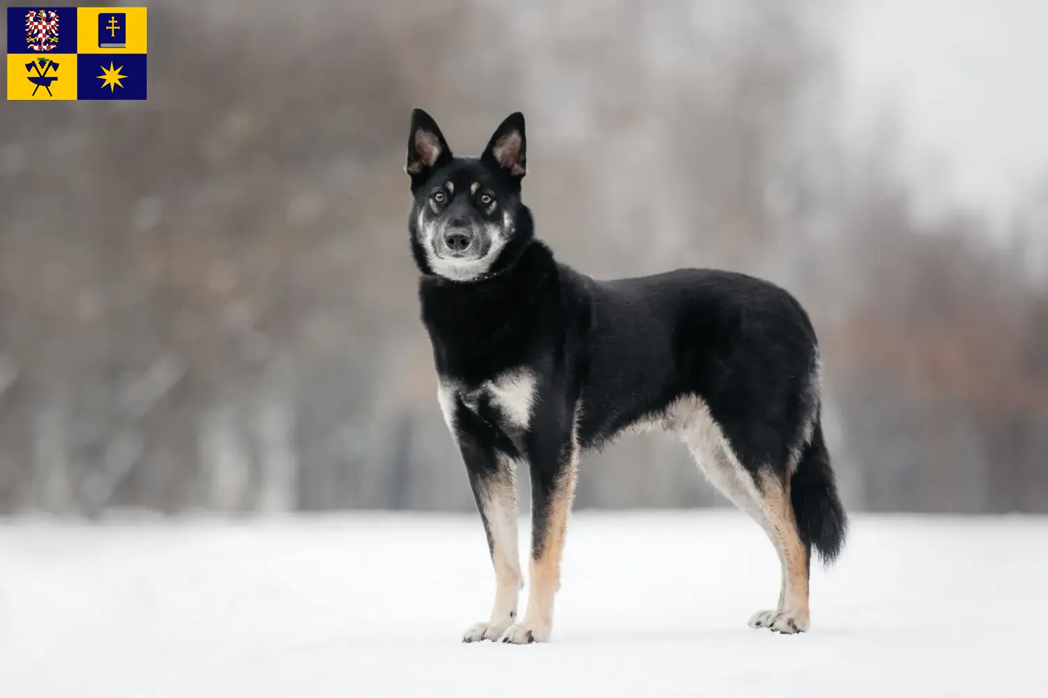 Osteuropäischer Schäferhund Welpen und Züchter Zlín Hier findest Du Osteuropäische Schäferhunde Züchter in Zlín.