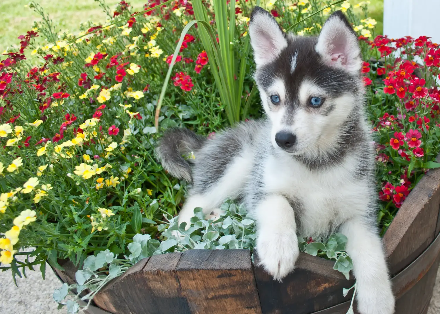 Einen Pomsky Welpen zu kaufen, bedeutet Verantwortung zu übernehmen! Pomsky Welpen kaufen.