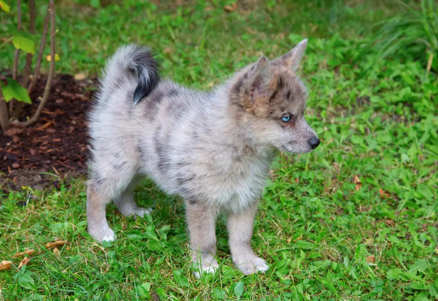 Einen Pomsky Welpen zu kaufen, bedeutet Verantwortung zu übernehmen! Pomsky Welpen kaufen.