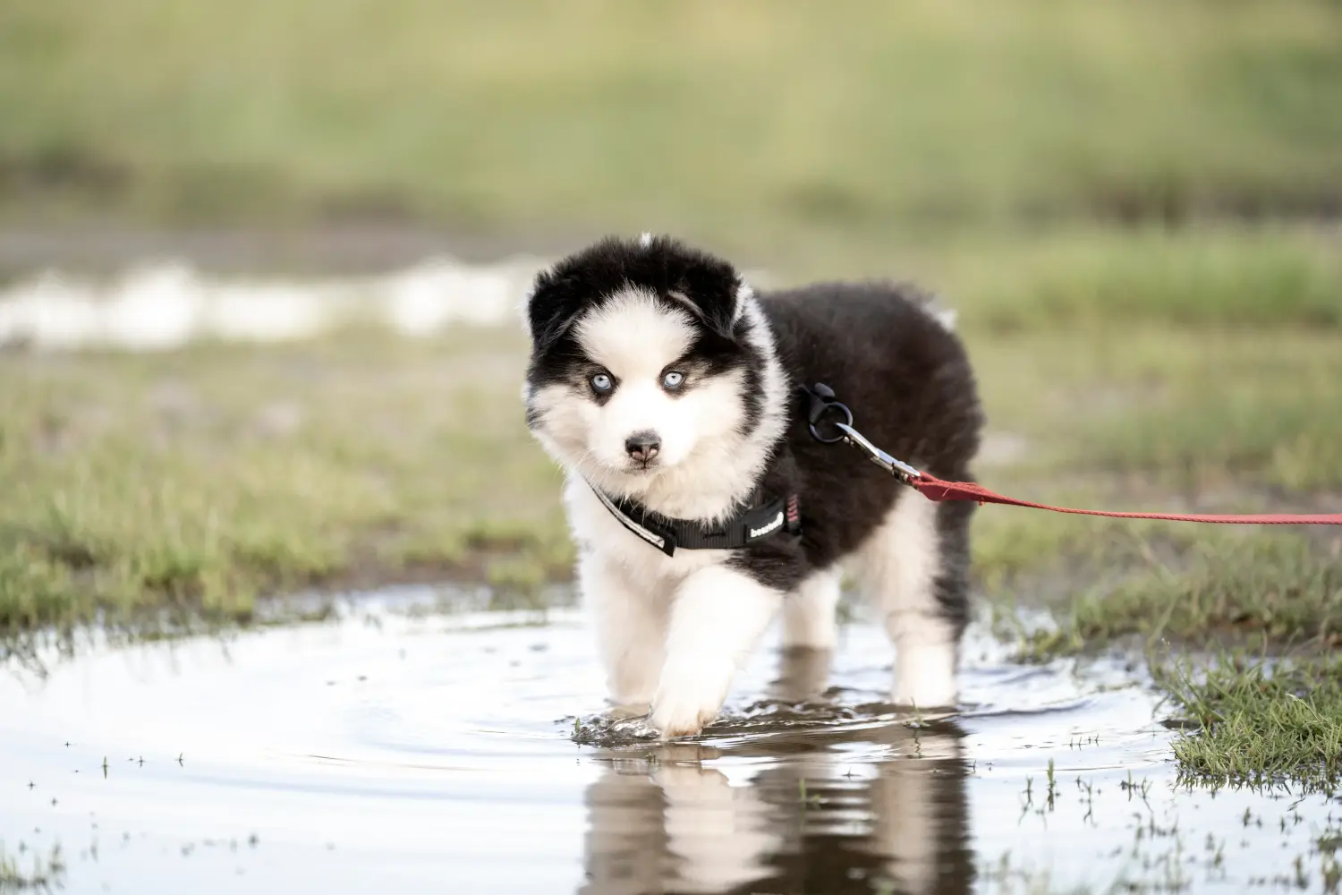 Einen Pomsky Welpen zu kaufen, bedeutet Verantwortung zu übernehmen! Pomsky Welpen kaufen.