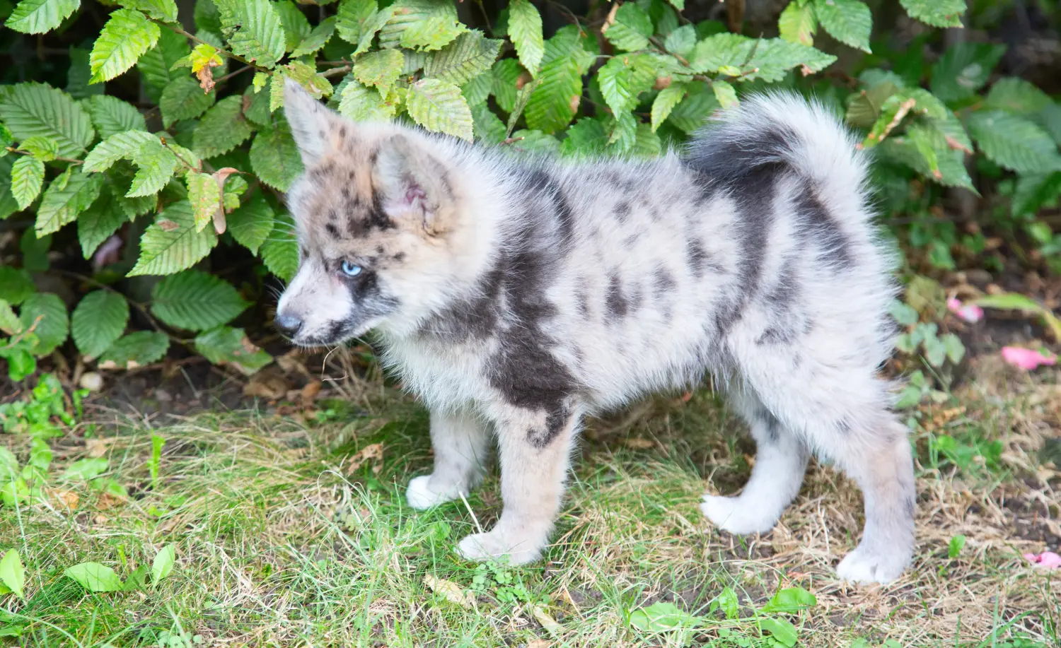 Einen Pomsky Welpen zu kaufen, bedeutet Verantwortung zu übernehmen! Pomsky Welpen kaufen.