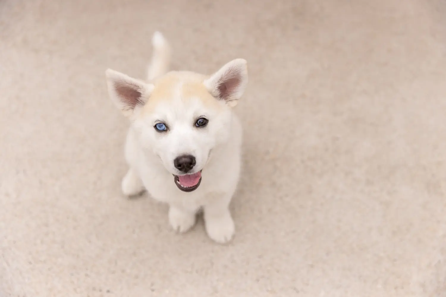Einen Pomsky Welpen zu kaufen, bedeutet Verantwortung zu übernehmen! Pomsky Welpen kaufen.