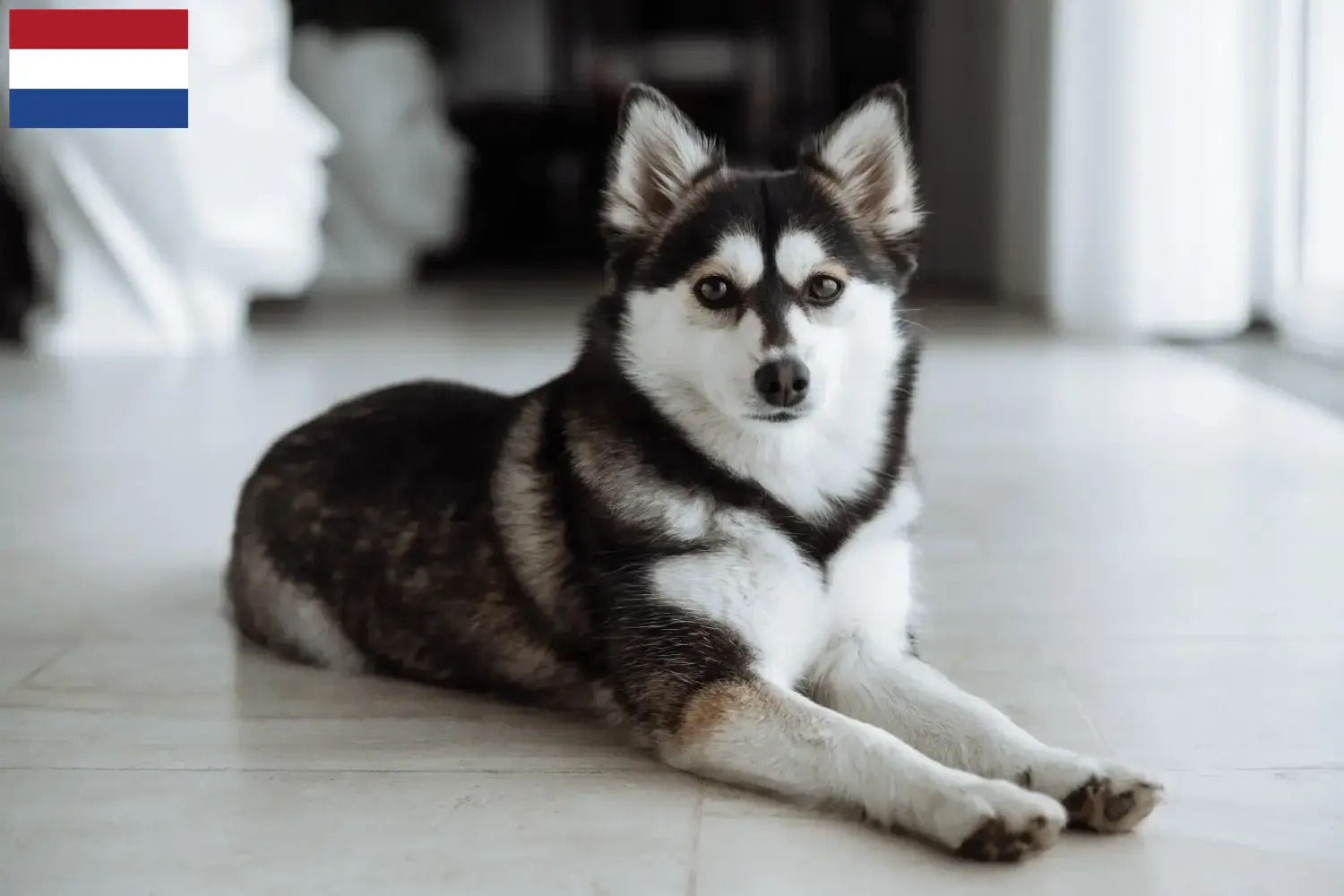 Pomsky Welpen und Züchter Niederlande Hier findest Du Pomskys Züchter in den Niederlanden.