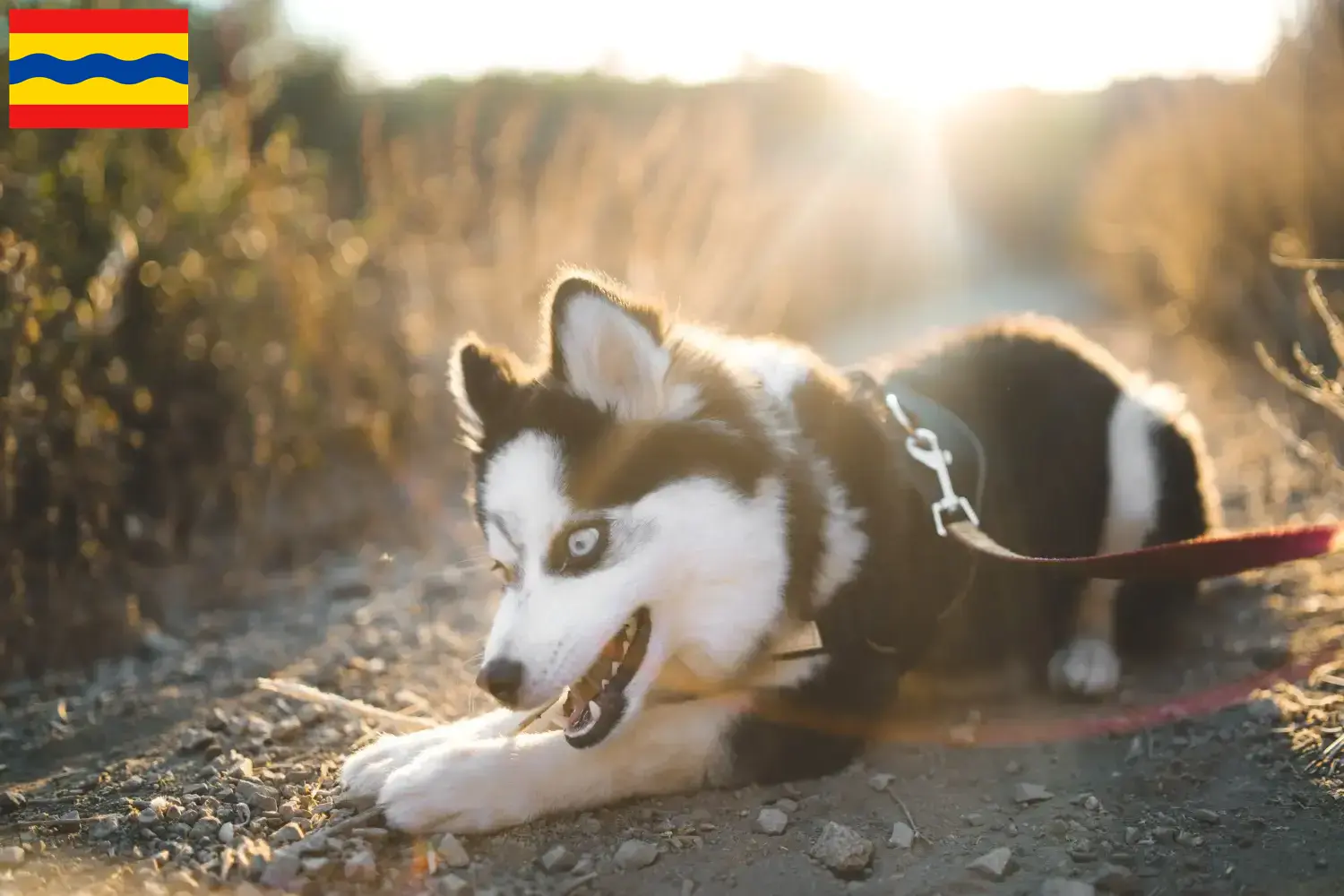 Pomsky Welpen und Züchter Overijssel Hier findest Du Pomskys Züchter in Overijssel.