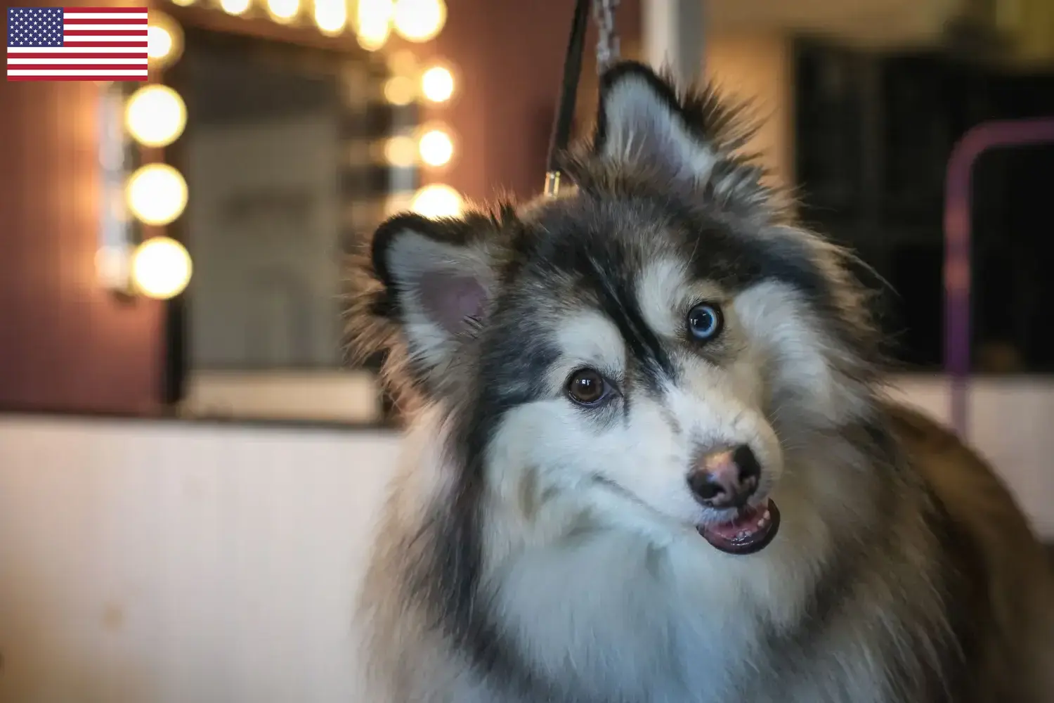 Pomsky Welpen und Züchter USA Hier findest Du Pomskys Züchter in den USA.