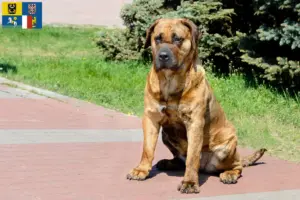 Mehr über den Artikel erfahren Presa Canario Züchter und Welpen in Mähren-Schlesien