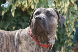Mehr über den Artikel erfahren Presa Canario Züchter und Welpen in Nordjylland