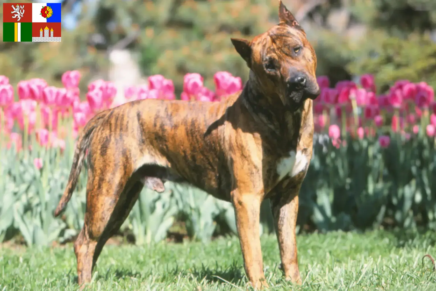 Presa Canario Welpen und Züchter Südböhmen Hier findest Du Presa Canarios Züchter in Südböhmen.