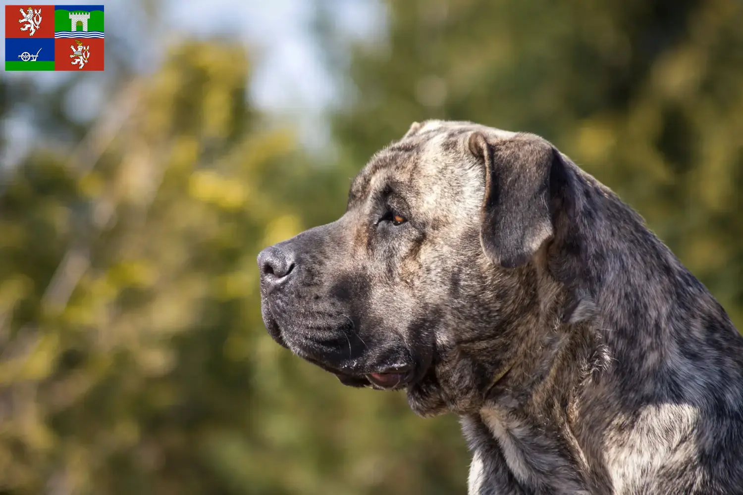Presa Canario Welpen und Züchter Ústí Hier findest Du Presa Canarios Züchter in Ústí.