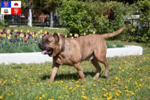 Mehr über den Artikel erfahren Presa Canario Züchter und Welpen in Vysočina