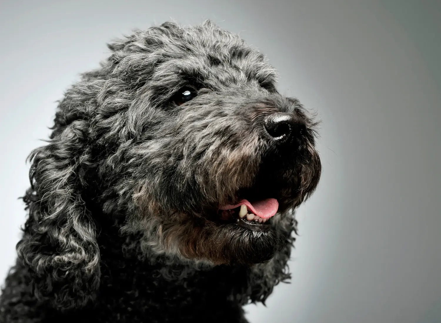 Einen Pumi Welpen zu kaufen, bedeutet Verantwortung zu übernehmen! Pumi Welpen kaufen.