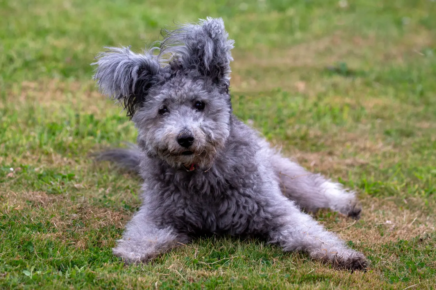 Einen Pumi Welpen zu kaufen, bedeutet Verantwortung zu übernehmen! Pumi Welpen kaufen.
