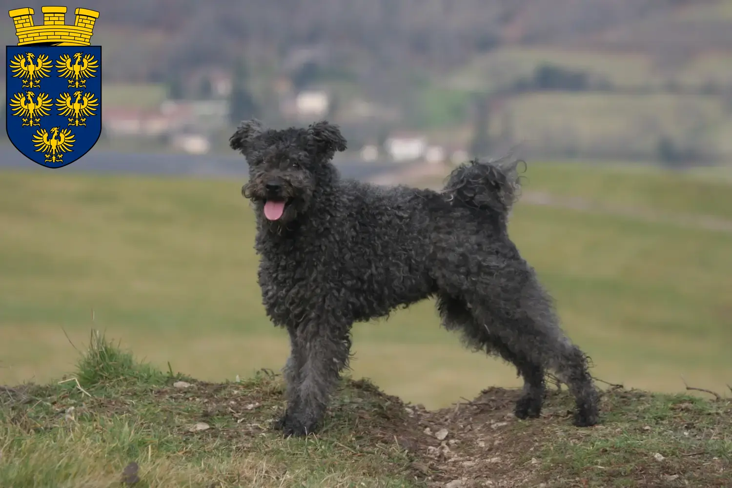 Pumi Welpen und Züchter Niederösterreich Hier findest Du Pumis Züchter in Niederösterreich.