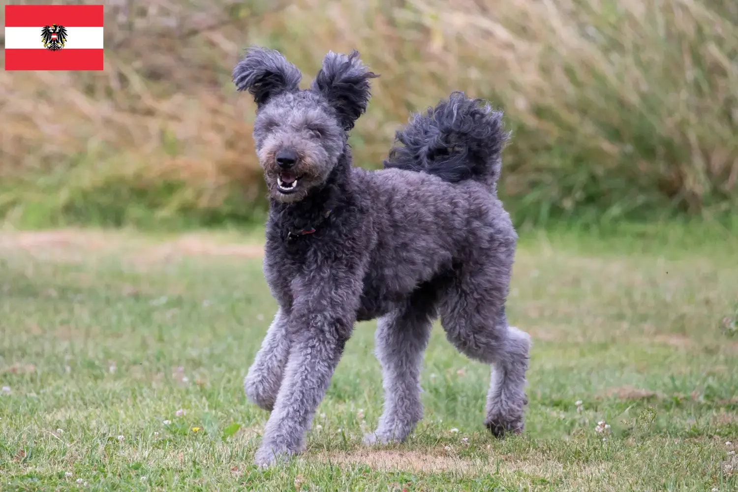 Pumi Welpen und Züchter Österreich Hier findest Du Pumis Züchter in Österreich.