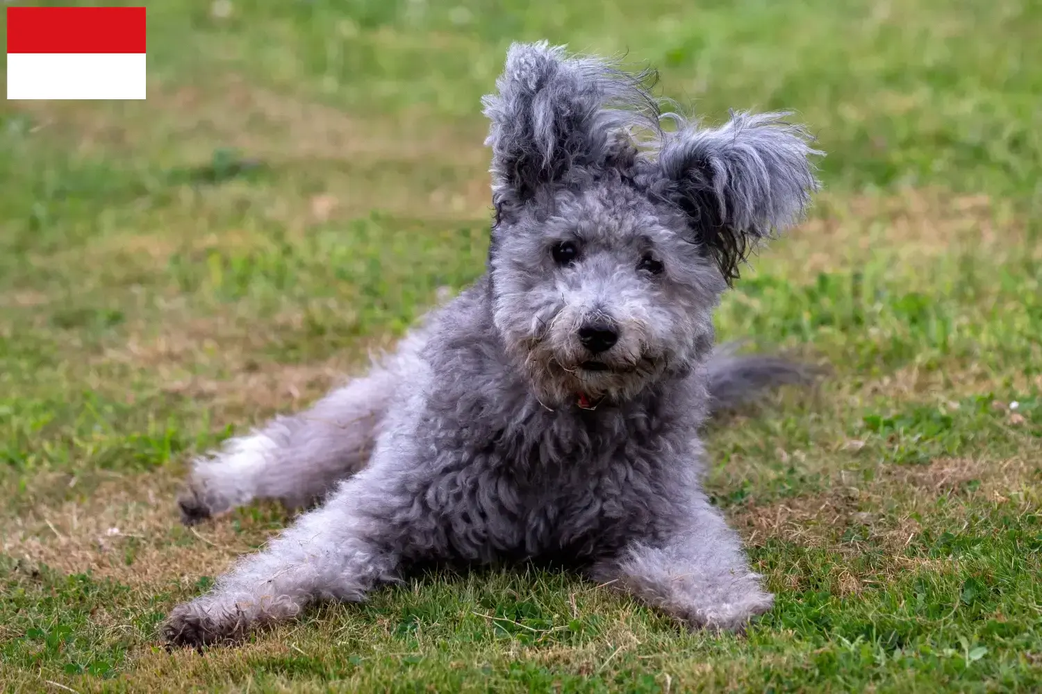 Pumi Welpen und Züchter Wien Hier findest Du Pumis Züchter in Wien.