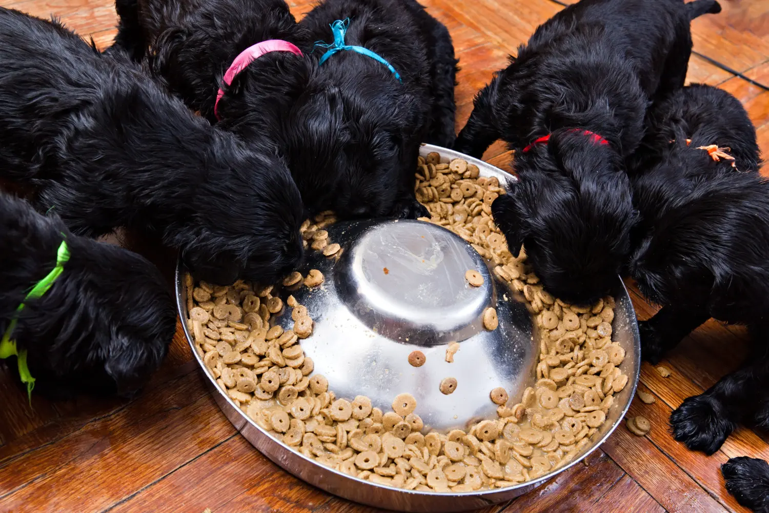 Einen Russischen Schwarzen Terrier Welpen zu kaufen, bedeutet Verantwortung zu übernehmen! Russischer Schwarzer Terrier Welpen kaufen.