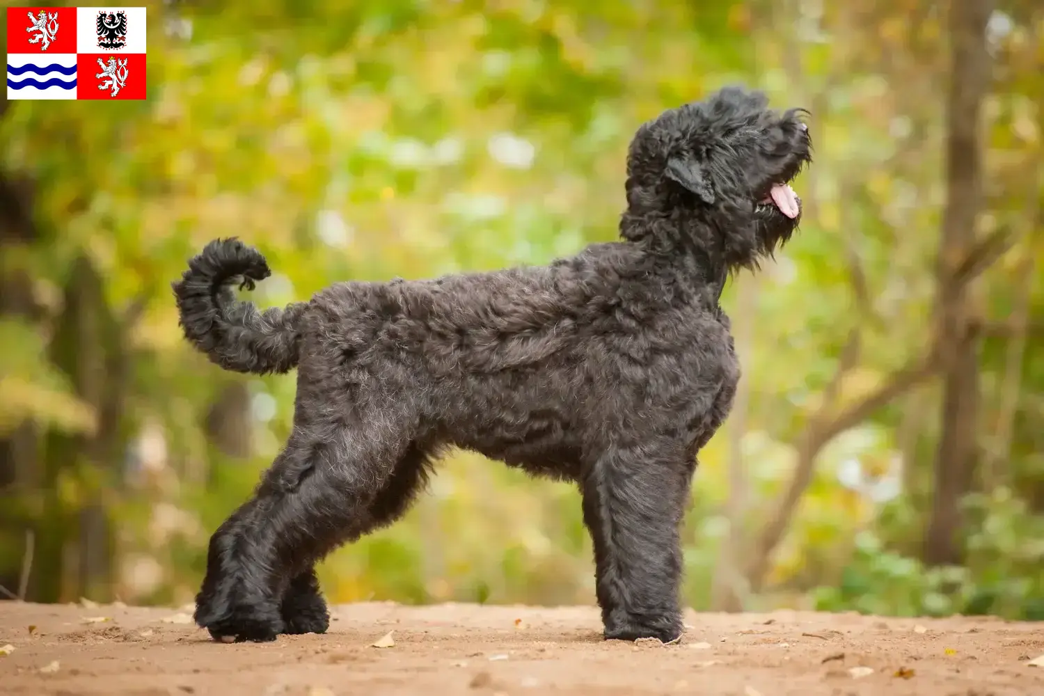 Russischer Schwarzer Terrier Welpen und Züchter Mittelböhmen Hier findest Du Russische Schwarze Terrier Züchter in Mittelböhmen.
