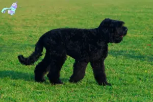 Mehr über den Artikel erfahren Russischer Schwarzer Terrier Züchter und Welpen in Nordjylland