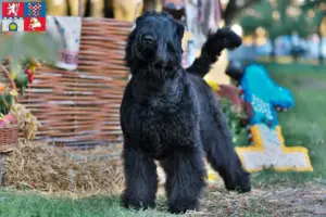 Mehr über den Artikel erfahren Russischer Schwarzer Terrier Züchter und Welpen in Pardubice