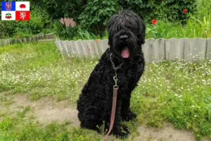 Mehr über den Artikel erfahren Russischer Schwarzer Terrier Züchter und Welpen in Vysočina