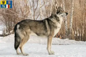 Mehr über den Artikel erfahren Saarloos-Wolfhund Züchter und Welpen in Mähren-Schlesien