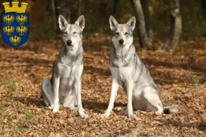 Mehr über den Artikel erfahren Saarloos-Wolfhund Züchter und Welpen in Niederösterreich
