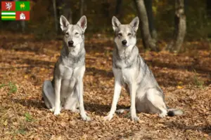Mehr über den Artikel erfahren Saarloos-Wolfhund Züchter und Welpen in Pilsen