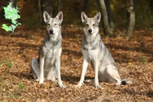 Mehr über den Artikel erfahren Saarloos-Wolfhund Züchter und Welpen in Sjælland