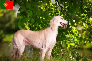 Mehr über den Artikel erfahren Saluki Züchter und Welpen in Portugal