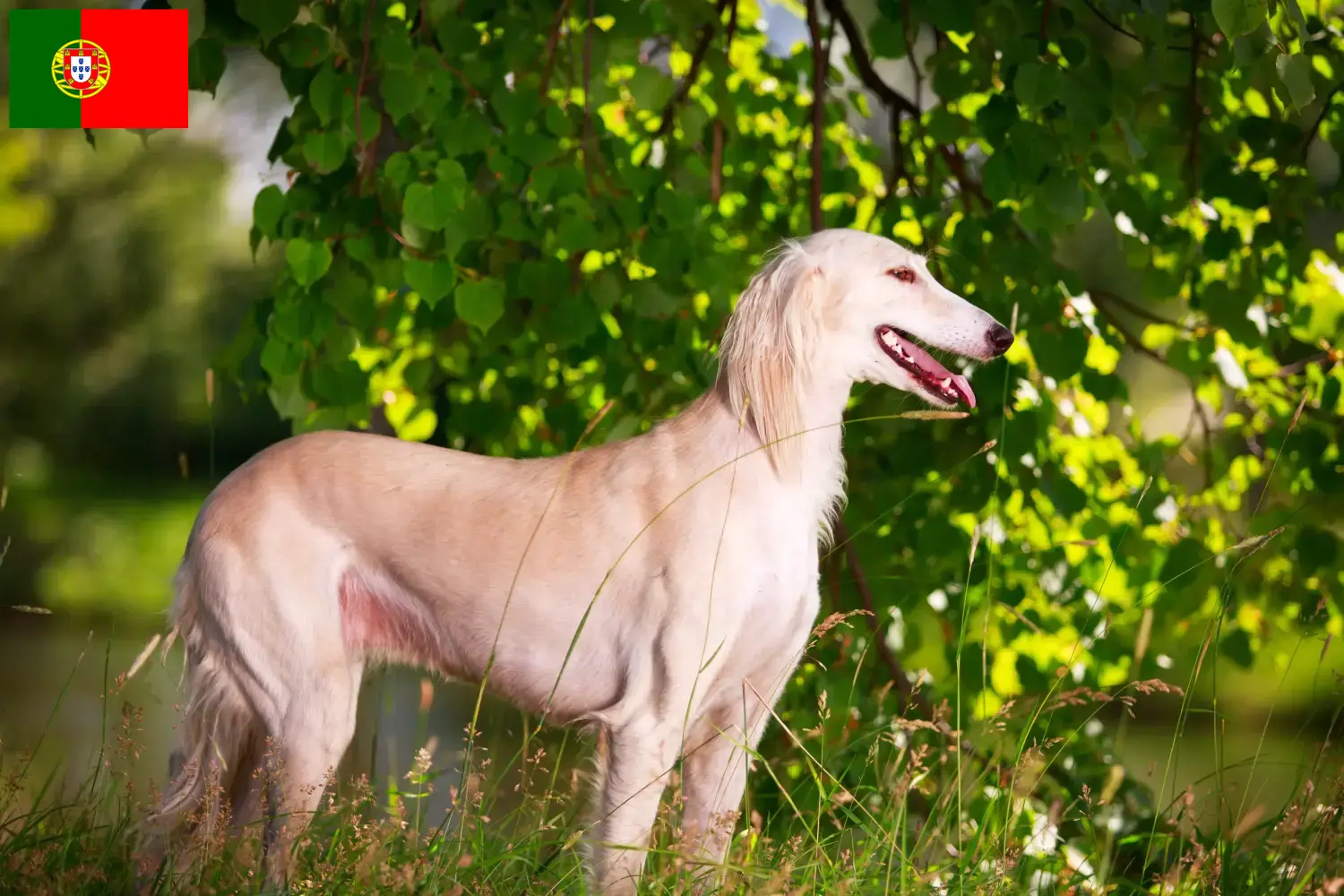 Saluki Welpen und Züchter Portugal Hier findest Du Salukis Züchter in Portugal.