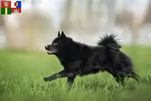 Mehr über den Artikel erfahren Schipperke Züchter und Welpen in Südböhmen