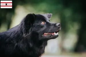 Mehr über den Artikel erfahren Schwedischer Lapphund Züchter und Welpen in Drenthe