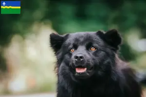 Mehr über den Artikel erfahren Schwedischer Lapphund Züchter und Welpen in Flevoland