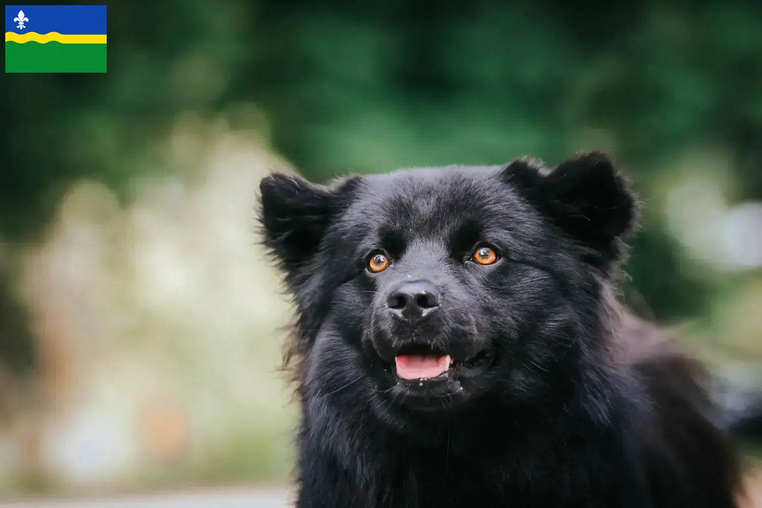 Schwedischer Lapphund Welpen und Züchter Flevoland Hier findest Du Schwedische Lapphunde Züchter in Flevoland.