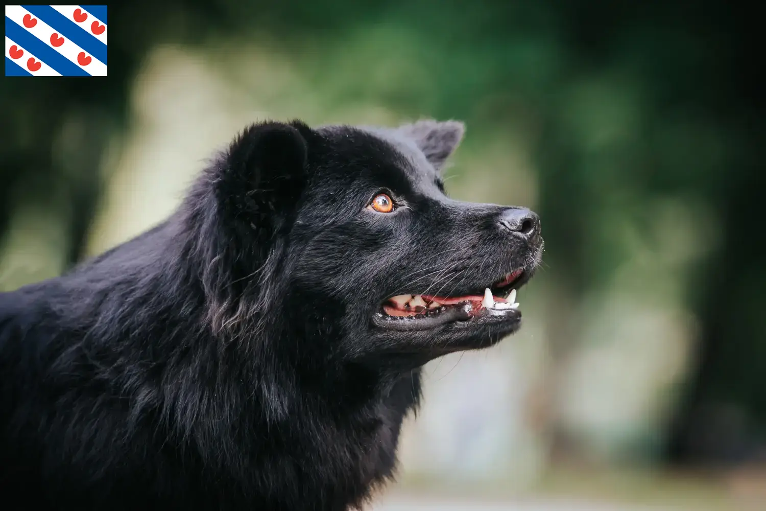 Schwedischer Lapphund Welpen und Züchter Friesland Hier findest Du Schwedische Lapphunde Züchter in Friesland.