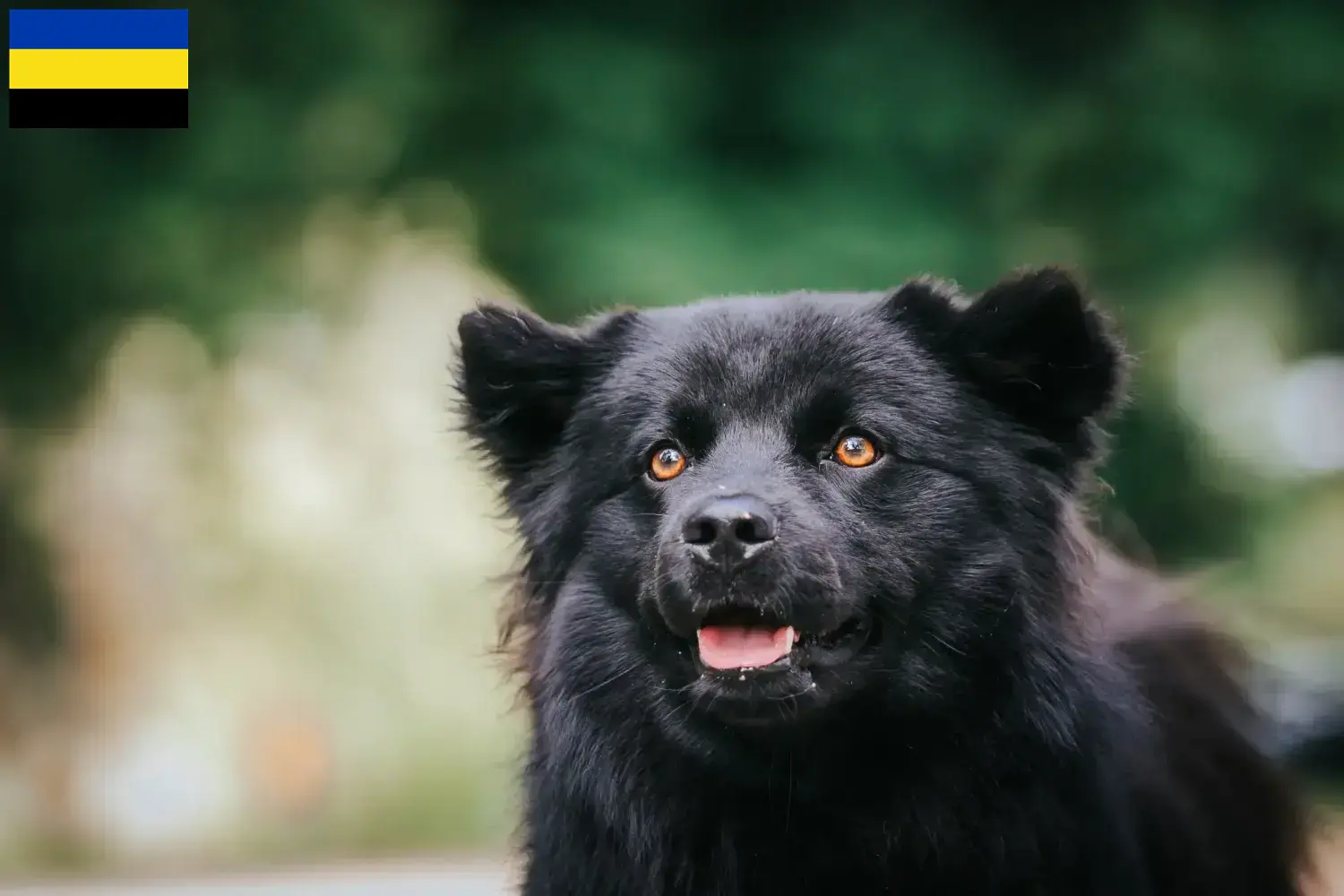 Schwedischer Lapphund Welpen und Züchter Gelderland Hier findest Du Schwedische Lapphunde Züchter in Gelderland.