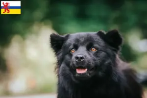Mehr über den Artikel erfahren Schwedischer Lapphund Züchter und Welpen in Limburg