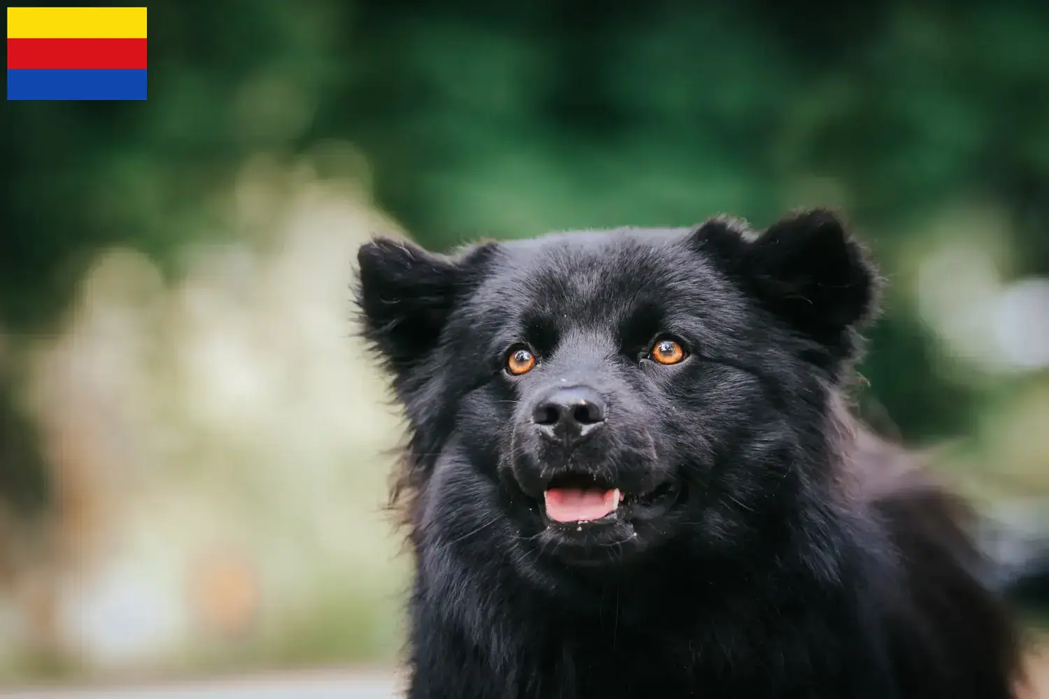 Schwedischer Lapphund Welpen und Züchter Nordholland Hier findest Du Schwedische Lapphunde Züchter in Nordholland.