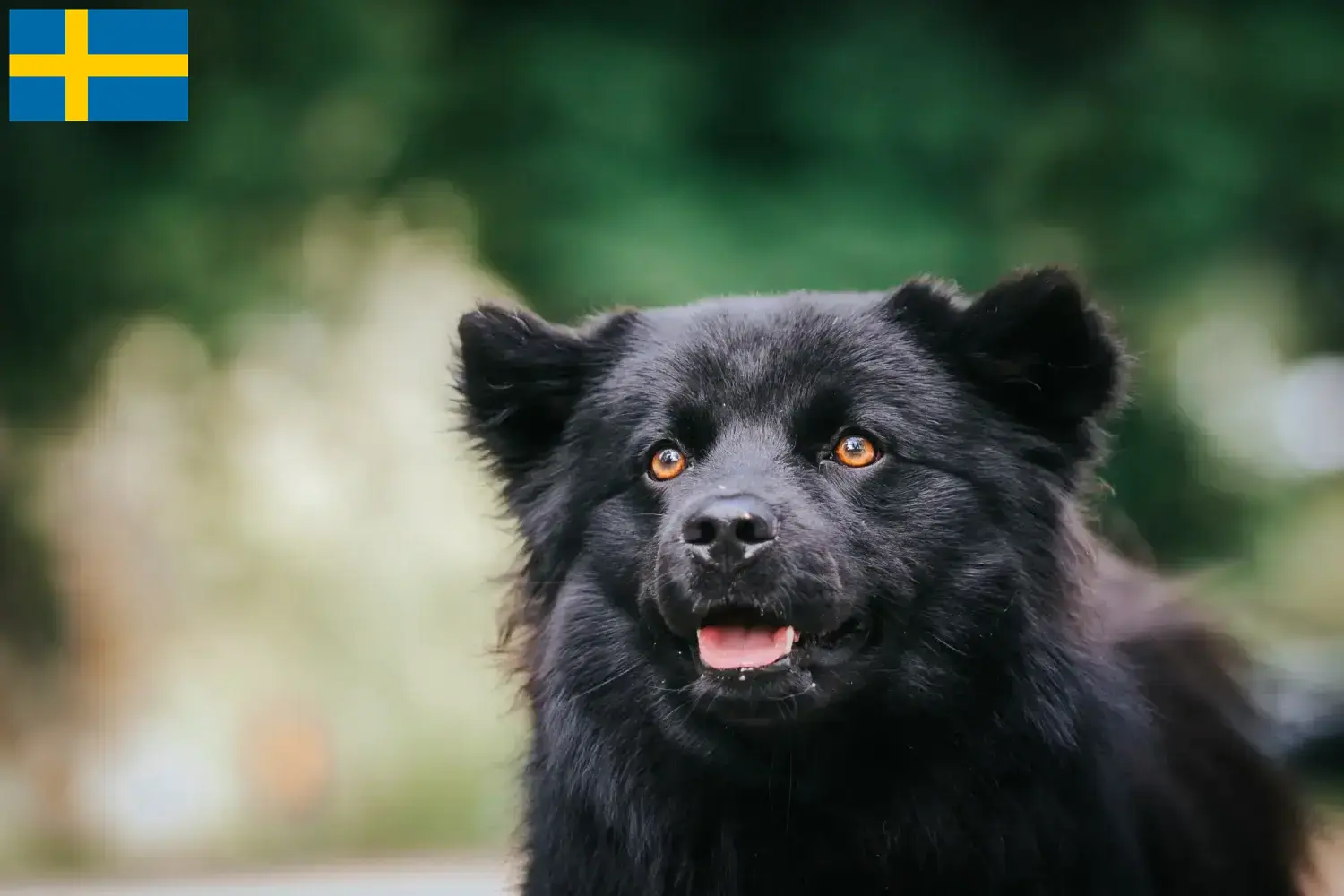 Schwedischer Lapphund Welpen und Züchter Schweden Hier findest Du Schwedische Lapphunde Züchter in Schweden.