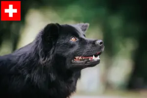 Mehr über den Artikel erfahren Schwedischer Lapphund Züchter und Welpen in der Schweiz