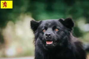 Mehr über den Artikel erfahren Schwedischer Lapphund Züchter und Welpen in Südholland