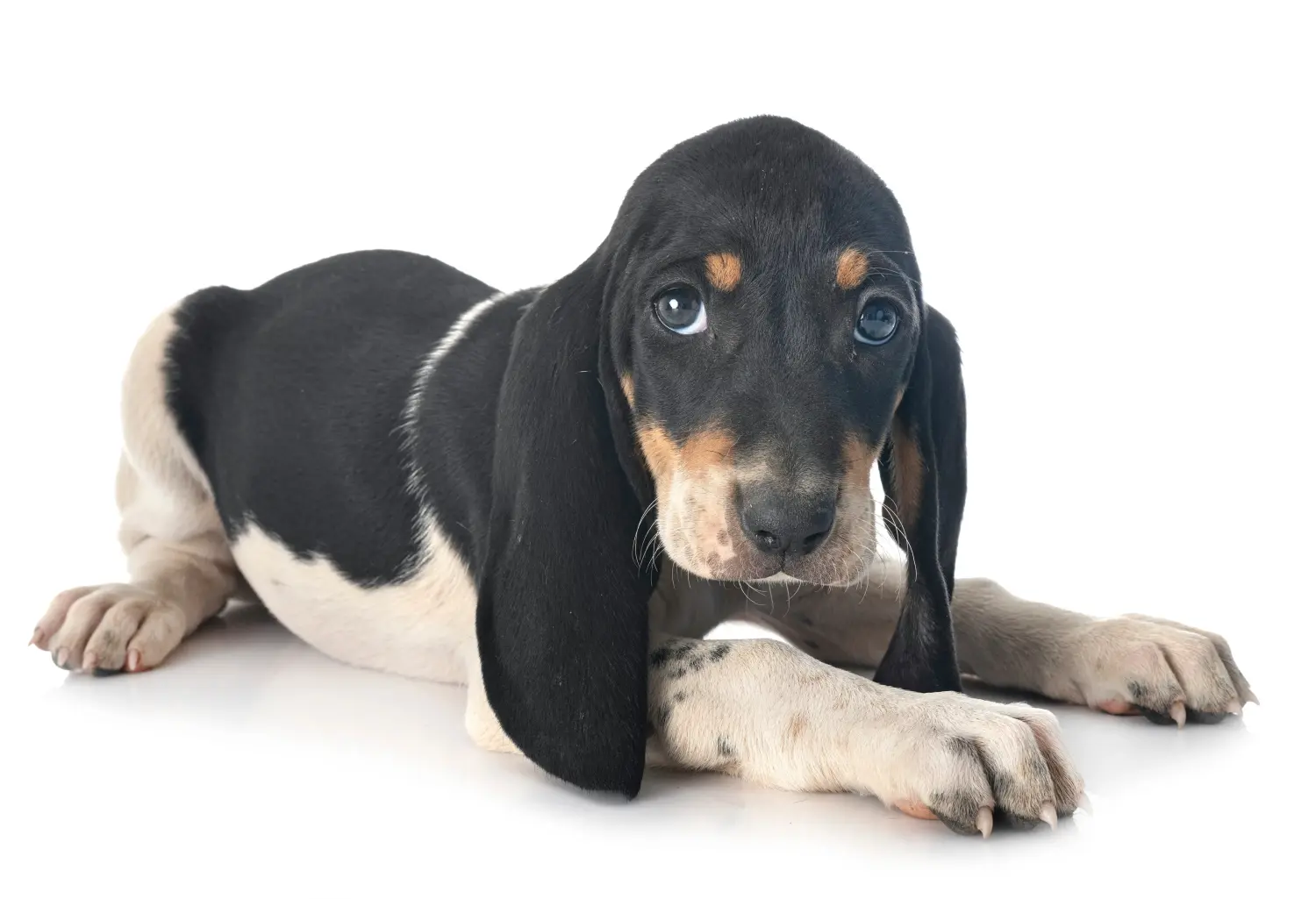 Einen Schweizer Laufhund Welpen zu kaufen, bedeutet Verantwortung zu übernehmen! Schweizer Laufhund Welpen kaufen.