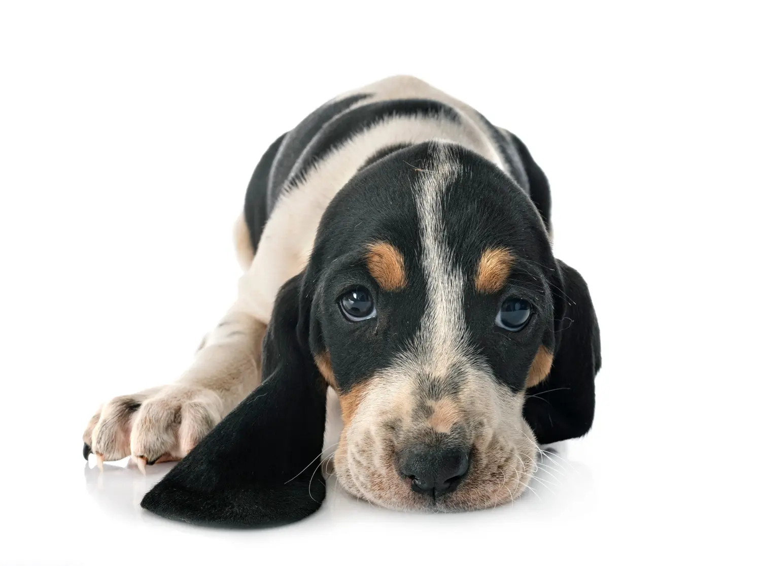Einen Schweizer Laufhund Welpen zu kaufen, bedeutet Verantwortung zu übernehmen! Schweizer Laufhund Welpen kaufen.