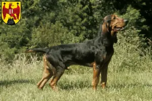Mehr über den Artikel erfahren Schweizer Laufhund Züchter und Welpen im Burgenland